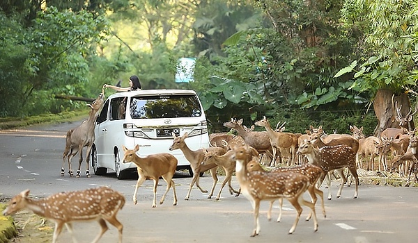 Công viên Taman Safari